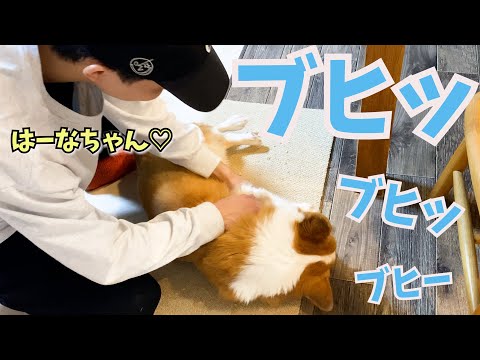 大好きな長男にナデナデされて豚声になる愛犬がかわいい