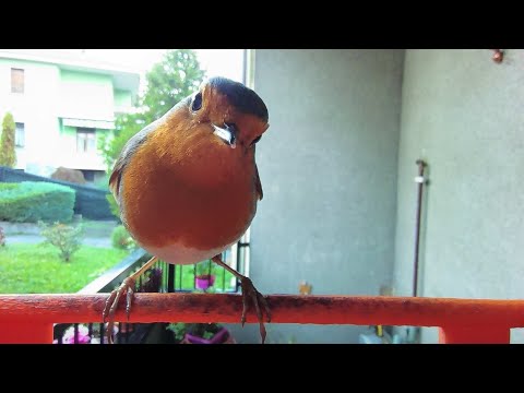 Bird watching ep. 5 - Pettirosso europeo (Erithacus rubecula) 1.11.2024 #birdbuddy #birdwatching