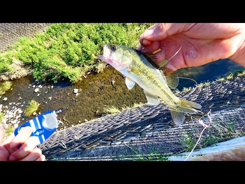 突如現れた大物を釣りたい。