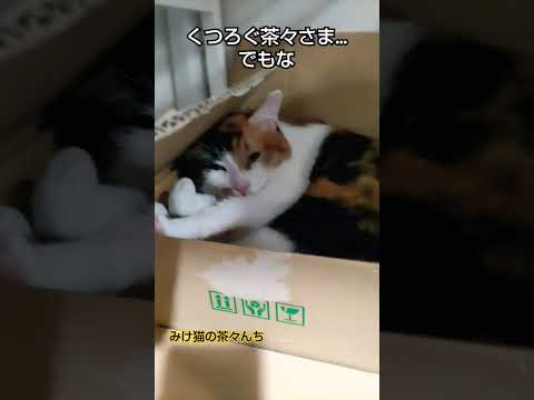 サイズ感間違ってる猫　#cat #cute#ねこのいる暮らし #三毛猫