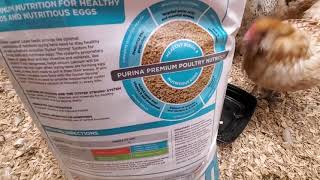 Purina Layena Chicken Feed, My Chickens Review It