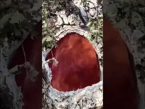 Fire burns inside of a tree with nothing else burning