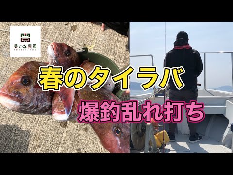 【豊かなLIFE】春のタイラバ 日本海 爆釣乱れ打ち！ 嬉しい外道も！