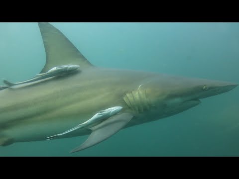 Swimming with Sharks Vlog 5