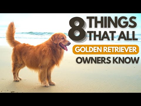 Golden Retriever Owners Can Relate