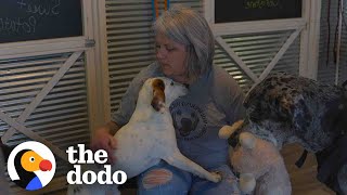 Woman Saves 850 Senior Dogs And They Have Their Own Bedrooms | The Dodo Heroes