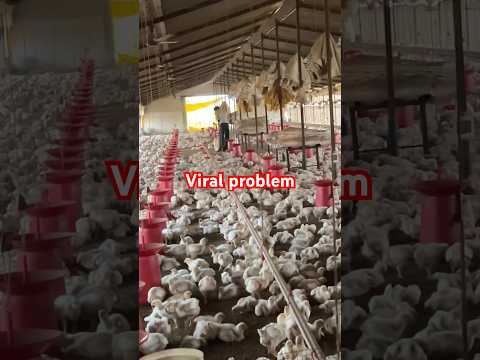 viral problem, Aa gyi Farm me￼ #chicken #poultry #trendingvideo #farming #chicksfeed #chicksfeed