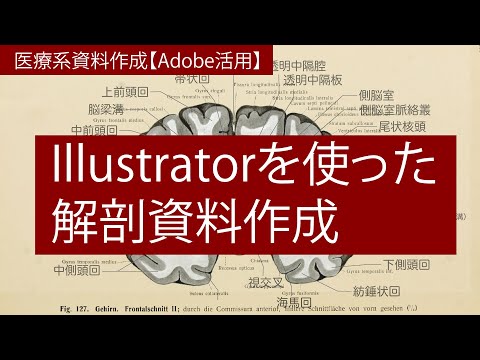 【医療系資料作成 Adobe活用】 Illustrator 大脳冠状断