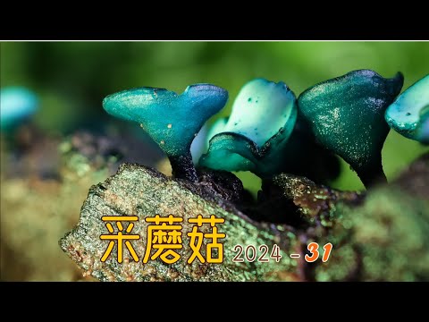 采蘑菇2024 31. 森林里的蘑菇精灵们