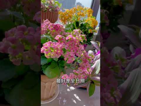 【蓝胖小花匠🎏】很适合新手的：长寿花养护方法、如何修剪快速二次复花。视频有点长耐心看完哦~#长寿花#养花小知识#我的阳台小花园#长寿花养护#长寿花的修剪