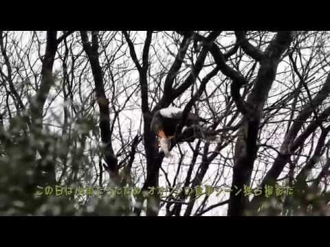 滋賀県長浜市 湖北町 琵琶湖の大鷲（オオワシ） Steller's Sea Eagle on Yamamoto Mountain by Lake Biwa