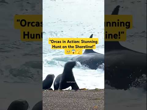 "Orcas in Action: Stunning Hunt on the Shoreline!" #OrcasInAction #WildlifeHunt #NaturePower #Ocean