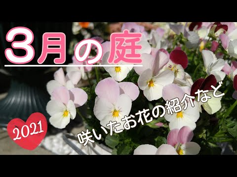 【庭に咲く花】2021年3月の庭の様子