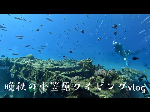 【ダイビングVlog】晩秋の小笠原諸島父島ダイビング！