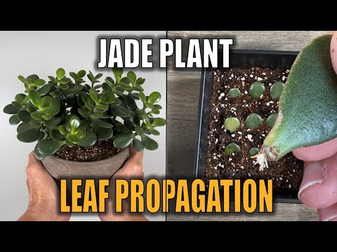 Propagating Jade Plant by Leaf in Soil