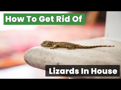 How To Get Rid Of Lizards In House Fast: Safe and Effective Techniques