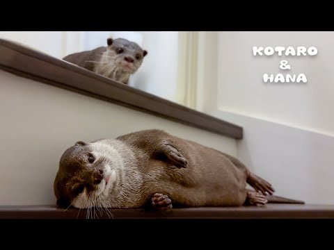 Curvy Otter CRUSHES New Fitness Routine!