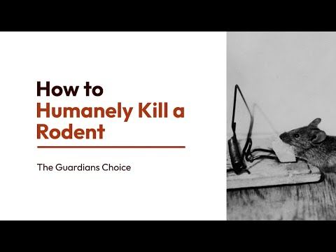 5 Ways to Humanely Kill a Rodent | How to Humanely Kill a Rodent | The Guardian's Choice