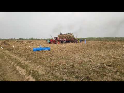 Tractor Power 💪 🚜 Sugarcane Farming at Its Best