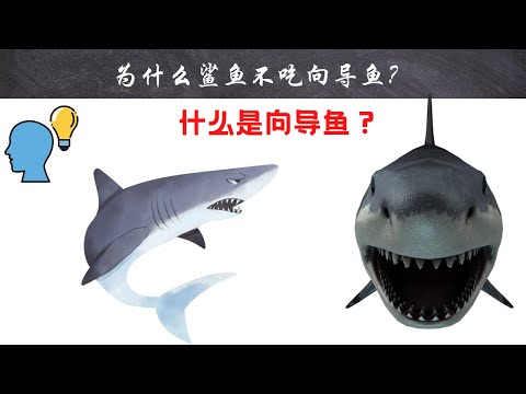 为什么鲨鱼不吃向导鱼？｜#短视频 #小知识 #能量灯 #为什么