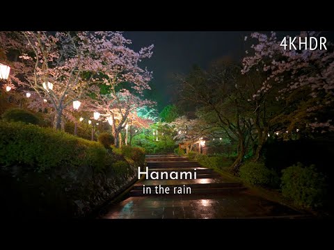 [4KHDR]Walking in the rain while viewing the nighttime cherry blossoms in Kakyo park 雨の夜桜 花筐公園 散策