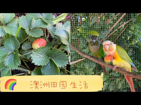 澳洲田园生活——朋友送了几棵香蕉树今天种上，顺便看看我的小果园，再摘点草莓喂鹦鹉