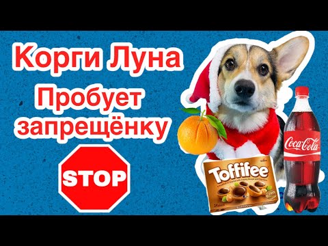 СМЕШНЫЕ ЖИВОТНЫЕ | КОРГИ ЛУНА ВЫБИРАЕТ И КУШАЕТ ЗАПРЕЩЁННУЮ ЕДУ???