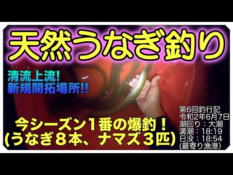 令和2年6月7日 うなぎ釣り (天然うなぎ)  第6回釣行記 ドバミミズ使用