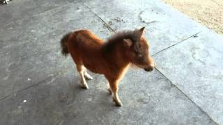 Baby miniature horse chasing me