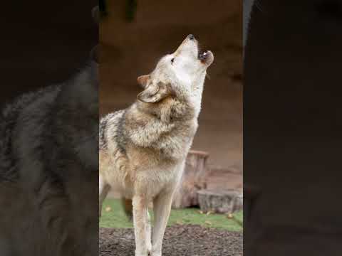 Happy howl at the moon season 🌙