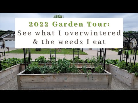 2022 garden tour:  See what I overwintered and the weeds I eat