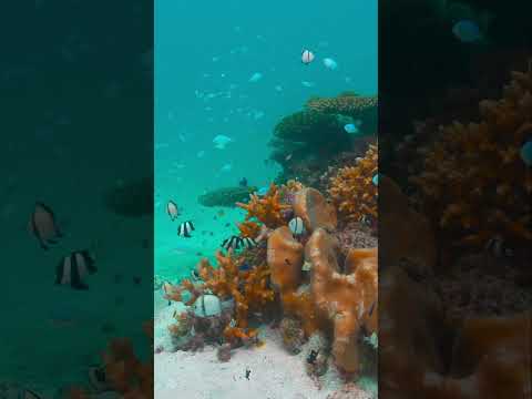 Iriomote's HIDDEN CORAL REEFS: A Magical UNDERWATER World! 🦑🌊 #coralreef #iriomote #japan