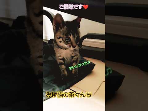 満腹子猫　#cute #猫のいる暮らし #子猫 #保護猫#cat