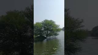 The tree in the river