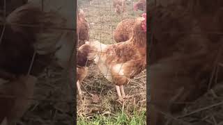 #poultrykeeping #chicken