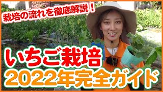 2022 Strawberry Cultivation Complete Guide Taught by Japanese Farmers !