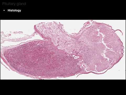 Pituitary and Hypothalamus