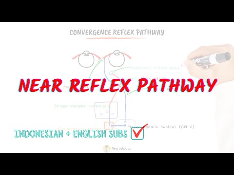 Near reflex pathway | Convergence and Accommodation reflex | Neuroaholics