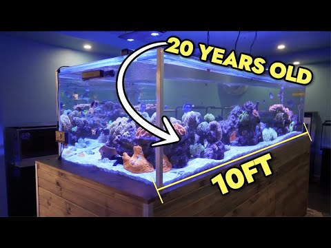 Exploring A STUNNING 20 Year Old, 10ft Saltwater Reef Tank in Melbourne, Australia!