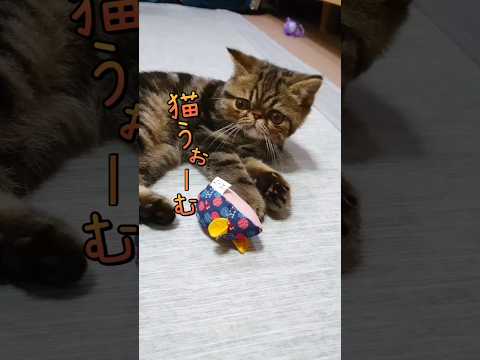 お値段以上◯トリ#猫動画#エキゾチックショートヘア#cat