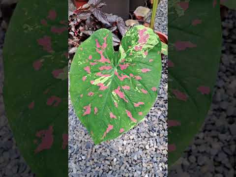 彩葉芋 #植物 #plants #Fancy-leaf Caladium