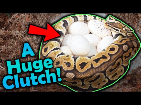 Our Ball Python Laid Eggs!!