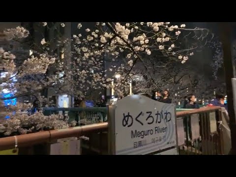 目黒川花見ライブ【夜の散歩】