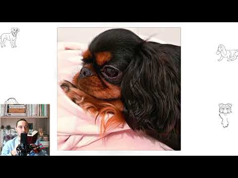 English Toy Spaniel. Pros and Cons, Price, How to choose, Facts, Care, History