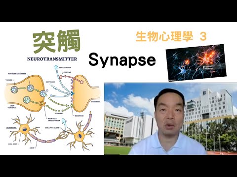 生物心理學03: #突觸是什麼？ #synapse #neuron #neurotransmitters