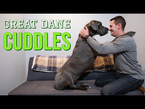 Do Great Danes like to cuddle? | Great Dane Care