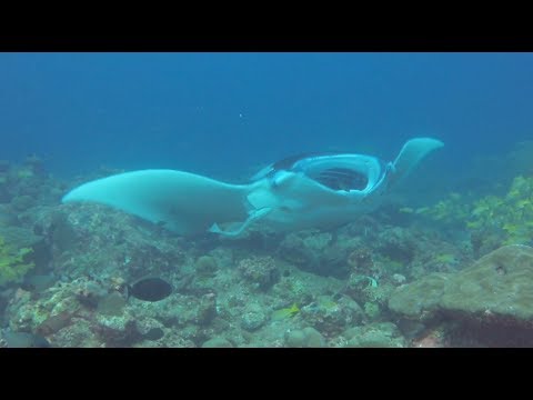 Amazing Maldives diving and snorkelling in the Raa Atoll, from Meedhupparu 2018