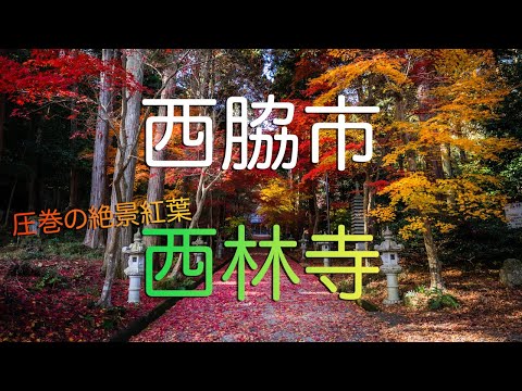 【兵庫県西脇市】美し過ぎる参道・西林寺の紅葉散歩/