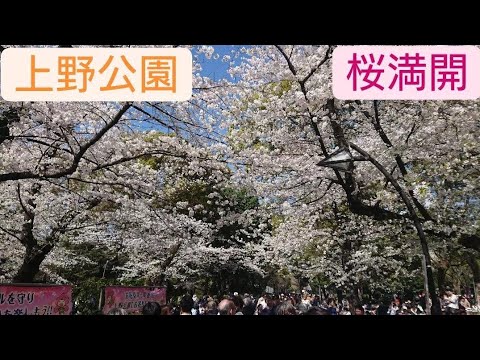 上野公園の桜満開でした！２０２４年４月７日 ニュースで良くみる宴会の光景！初めて見ました🙇凄い人でした☀️東京都台東区上野 良かったら！ちゃんねる登録よろしくお願いいたします❤️