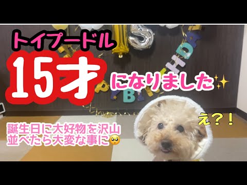 【誕生日】トイプードル１５歳になりました犬生で初めてとんでもない量の好きな食べ物が沢山でてきた時の反応が面白すぎた🤣